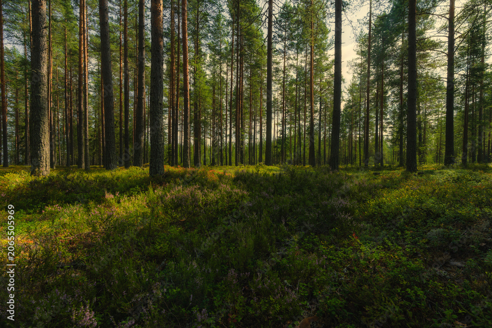 Fototapeta premium forest in the morning