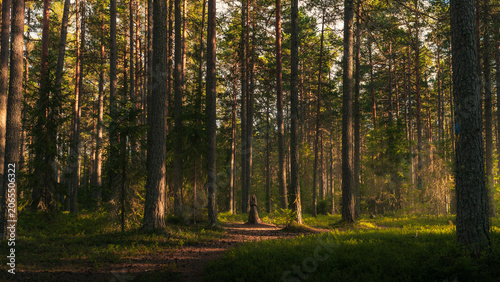 Vászonkép Wooden piece of catholic virgin in the forest