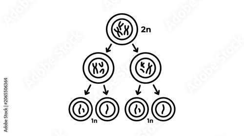 Obraz na plátne Meiosis Cell Division Diagram: From Diploid to Haploid Cells