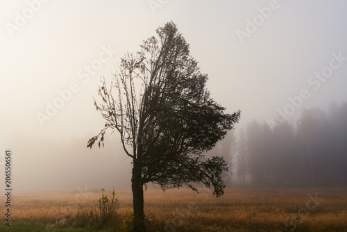 tree with fallen leaves at misty morning in the forest