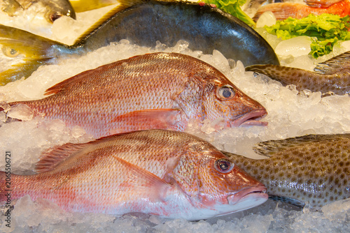 Cuadro en lienzo Red snapper ice