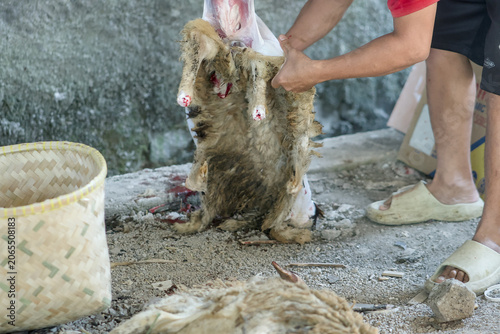 Tableau sur toile A person skinning a slaughtered sheep in a traditional outdoor setting, focusing