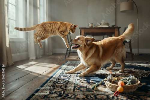 Playful Golden Retriever Dog and Orange Tabby Cat Jumping in Living Room, Energetic Domestic Pets Interacting Cheerfully at Home