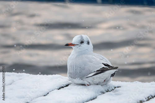 Photos Black-headed gull sitting on snow by water during winter snowfall