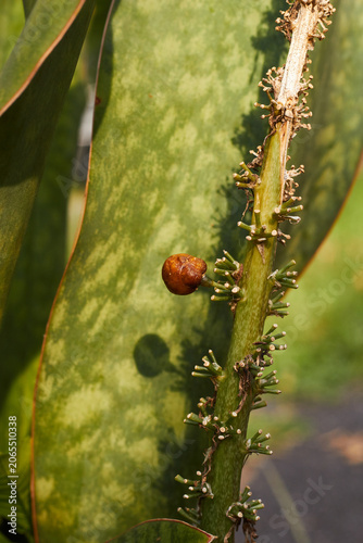 Small ripe Sansevieria fruit 