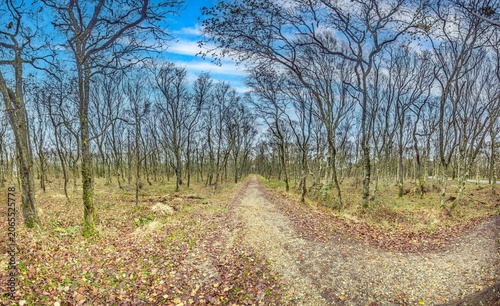 Forest path through woodland in Southern Denmark