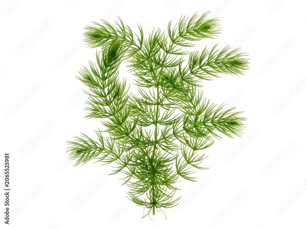 Fototapeta premium A vibrant green aquatic plant with feathery leaves, resembling a delicate underwater fern