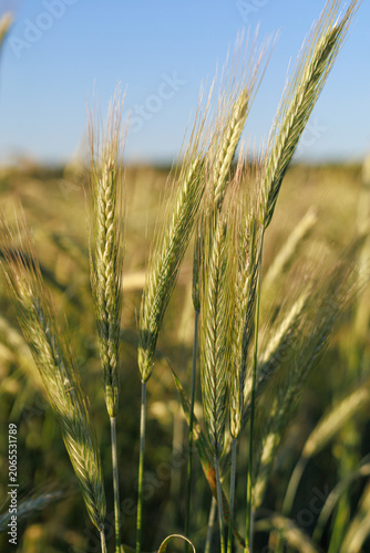 Konstfotografi Close-up of green rye ears Secale cereale growing in a grain field