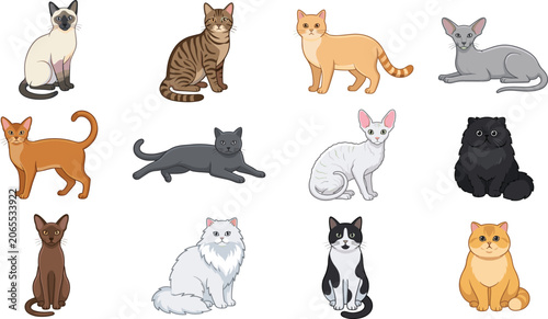 Vászonkép Cat breeds cartoon collection with siamese persian british shorthair and maine c