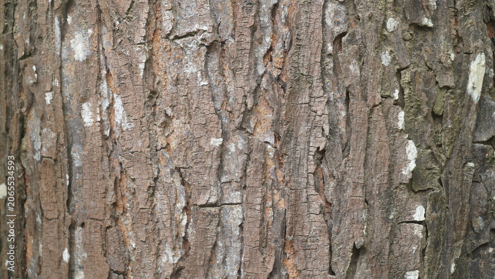 Fototapeta premium Natural Tree Bark Texture Background, Rough Brown Wooden Bark Surface