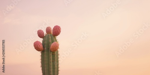 Soft pastel background hosting prickly pear cactus with five fruits plus copy space