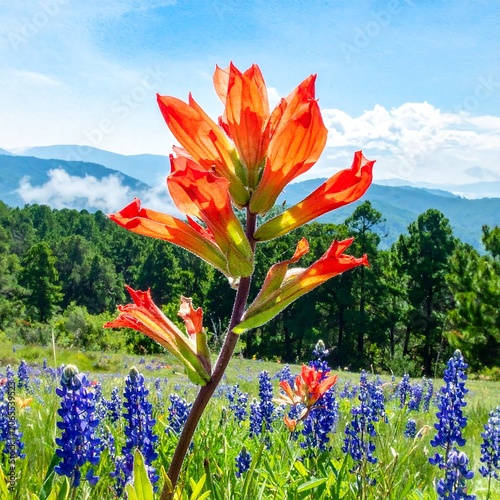 Vibrant Indian Paintbrush Wildflower Blooming in Mountain Meadow Under Blue Sky