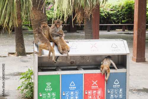 Schilderij op canvas monkey climbs on public trash bin searching for food
