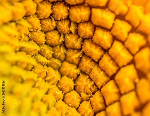Vibrant Sunflower Floret Spiral Pattern in Extreme Macro View