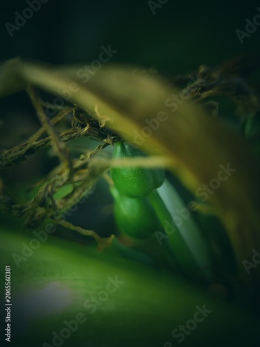 close up of young fruit of an ornamental plant from the Amaryllidaceae family such as Lily