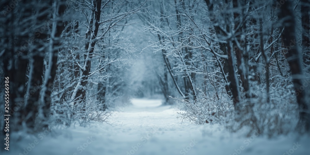 Fototapeta premium placid winter forest pathway surrounded by snow topped trees and a curvy trail