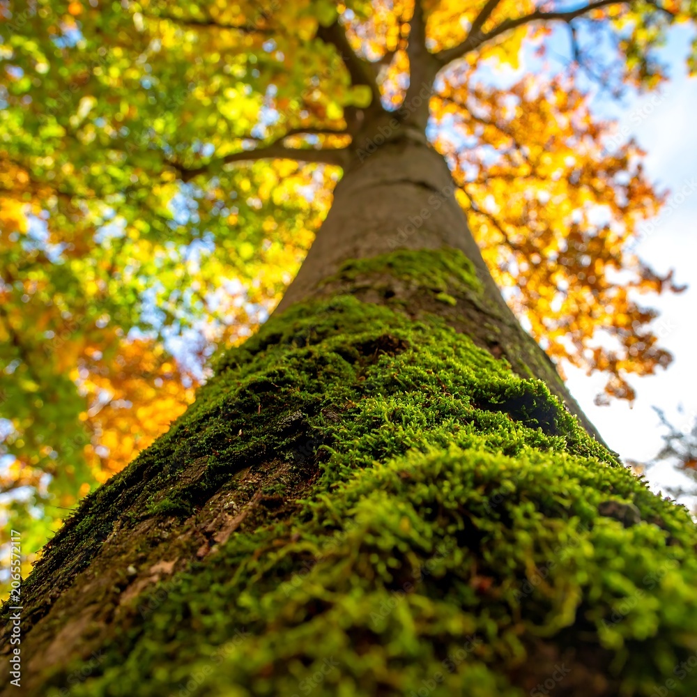 Fototapeta premium Moss Covered Tree Trunk Rising Toward Colorful Autumn Canopy in Forest