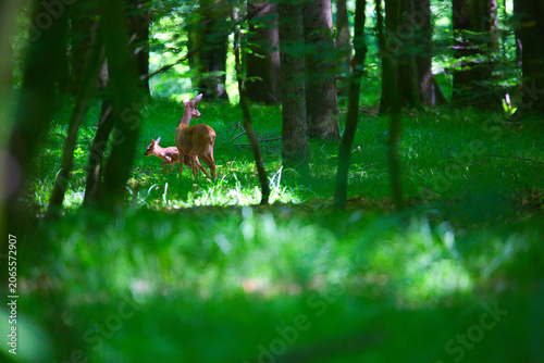 Photos a roe deer with a fawn in the forest