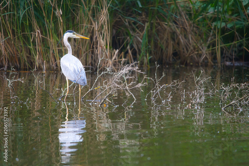 Canvas Print a bird standing in the water (Ardea cinerea)