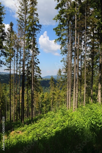 Landscape in Silesian Beskids (Beskid Slaski) in Poland. Mountain forest summer view. Stozek hiking trail.