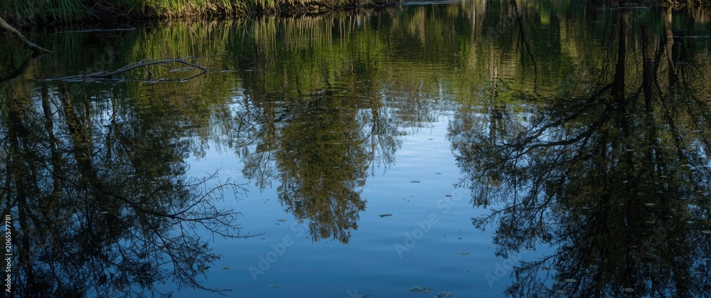 Fototapeta premium Trees reflecting in calm water of a river