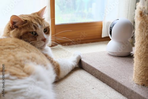 Bild auf Leinwand Pet camera watching over an adorable Munchkin cat relaxing by the window during