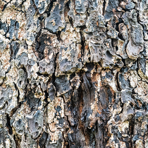 фотографія Exfoliating Bark Pattern of Chinese Elm Tree