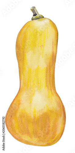 Butternut Squash Watercolor pumpkin illustration. Hand-painted fall harvest clip art element. Isolated on a transparent background. Great for Thanksgiving invitations, autumn harvest branding
