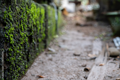 Thick Green Moss Growing On A Low Boundary Wall Next To Dirt