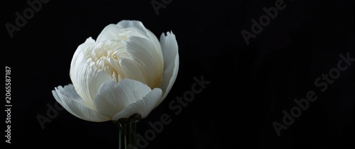 Isolated elegant white peon...