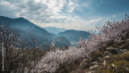 Cherry blossom trees overlo...