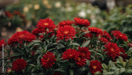 Red chrysanthemums blooming...