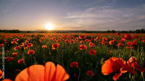 Vibrant red poppy flowers field at sunset with warm sunlight and blue sky with clouds landscape background for nature and seasonal concepts