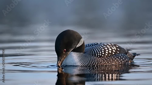 Majestic Common Loon Swimming on a Calm Misty Lake at Dawn, Ideal for Nature Documentaries and Wildlife Conservation Projects.