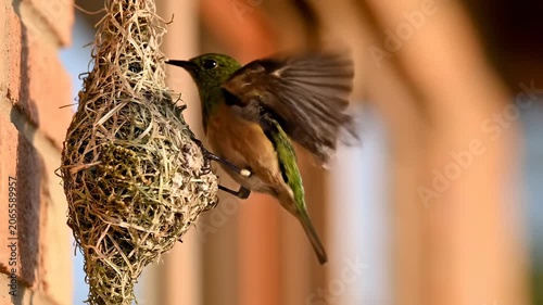 Vibrant Green Bird Perched on Woven Hanging Nest Against Brick Wall, Ideal for Nature Documentaries and Wildlife Education.