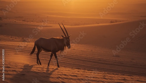Oryx walking through desert...