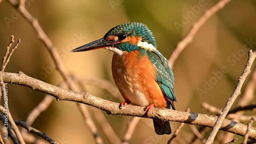 Stunning Common Kingfisher Perched on a Branch with Vibrant Blue and Orange Plumage Ideal for Nature Documentaries and Wildlife Conservation Projects.