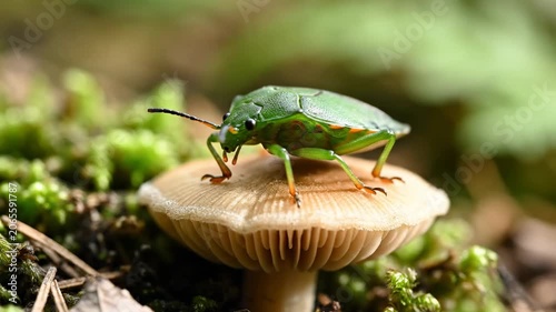 Macro Green Shield Bug on Forest Mushroom perfect for nature and biology projects.