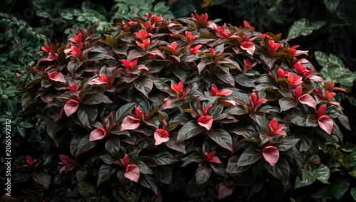 Seasonal display of Impatie...