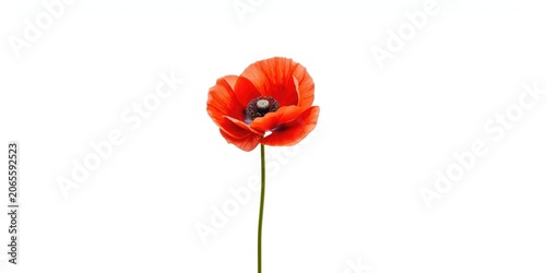 Isolated red poppy plant di...