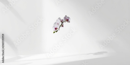 Single stem of Phalaenopsis...