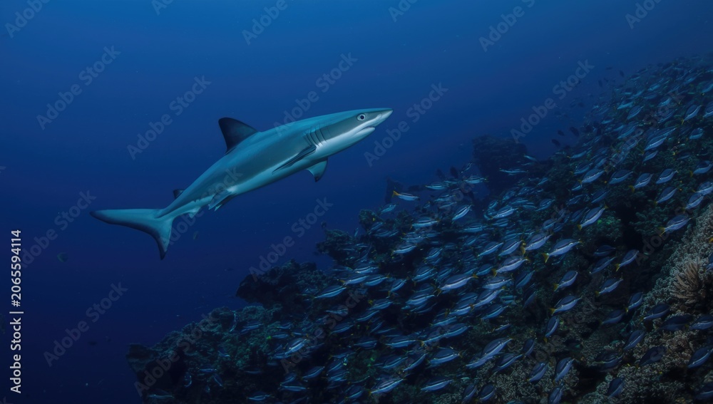 Fototapeta premium Shark swimming among a school of fish in the ocean