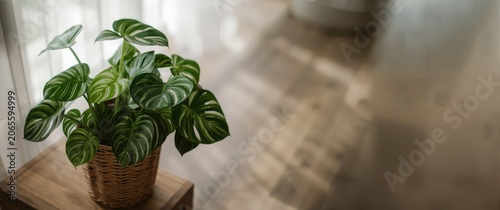 Potted plant with striped l...