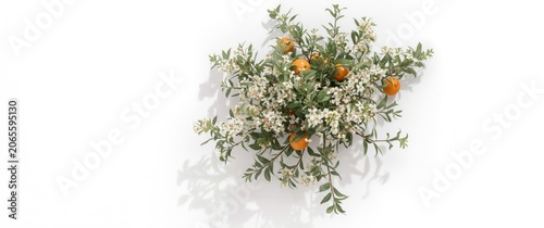 Natural orange tree branch ...