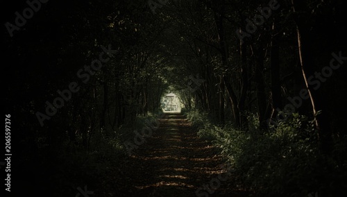 Dark forest pathway leading...