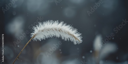Frost-covered grass stem ag...