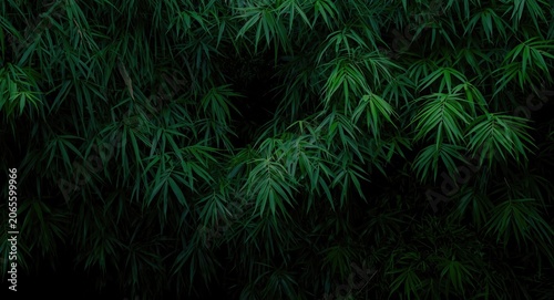 Lush tropical bamboo forest...