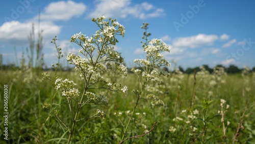 Wild Ajowan caraway herb in...