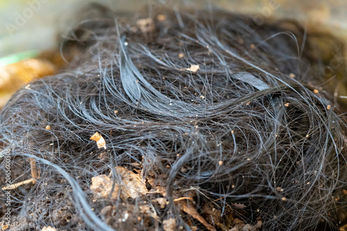 Large Tangle Of Black Hair Discarded On Top Of Dirt And Leaves