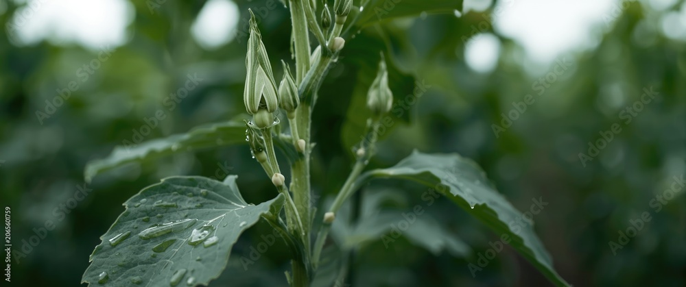 Fototapeta premium Intimate look at soybean plant showing healthy leaves and flowering buds in farmland